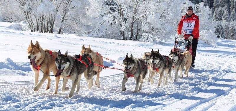 Dog Sledding Morzine